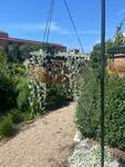 Plant name: Silver Ponysfoot Dichondra argentea cv. Silver Surfer